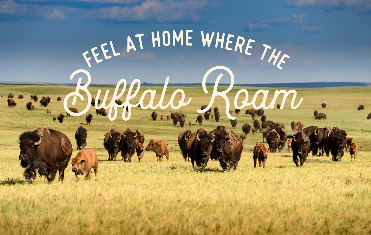 Feel At Home Where the Buffalo Roam - Buffalo grazing in a field.