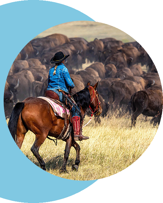 A woman riding a horse behind a herd of bison.