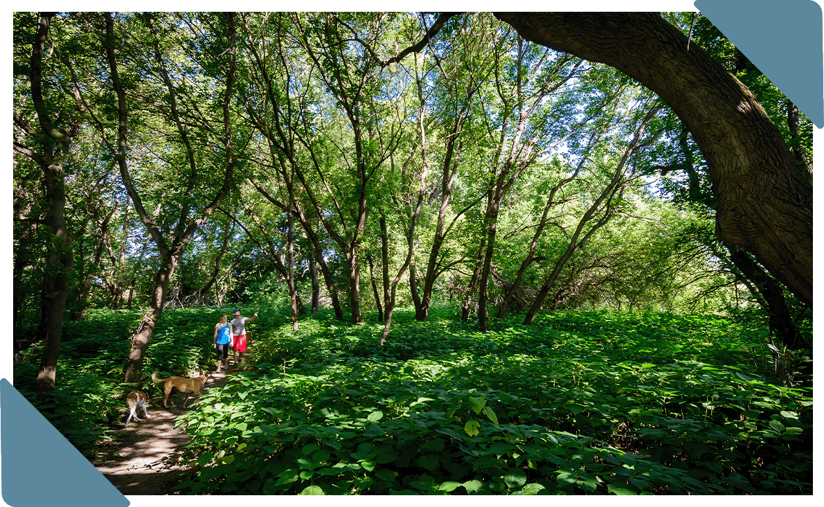 A couple walking their dogs out on a trail surrounded by trees.