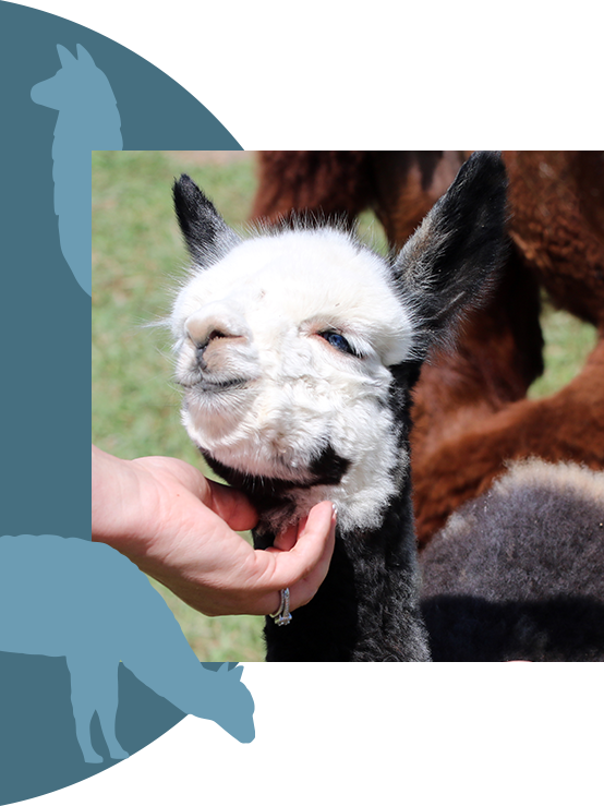 A close-up of a woman's hand petting a baby alpaca.