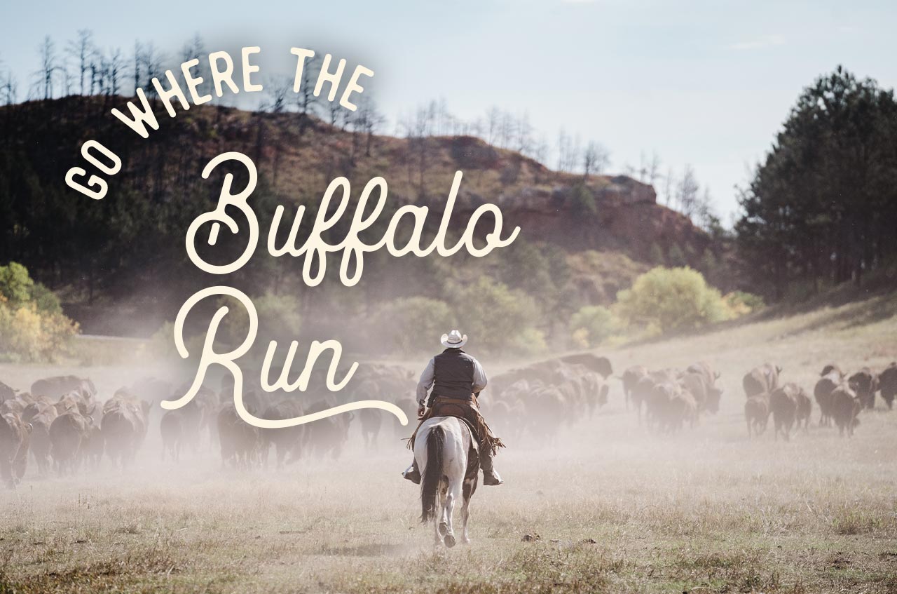 Headline reads 'Go Where the Buffalo Run', with a photo of a cowboy rounding up a herd of buffalo.