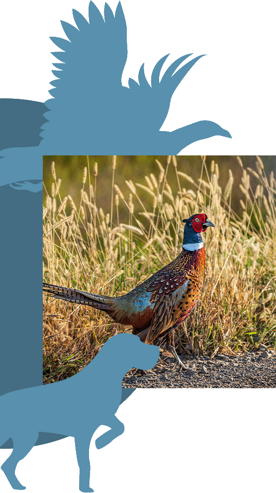 An image of a pheasant in tall grass. 