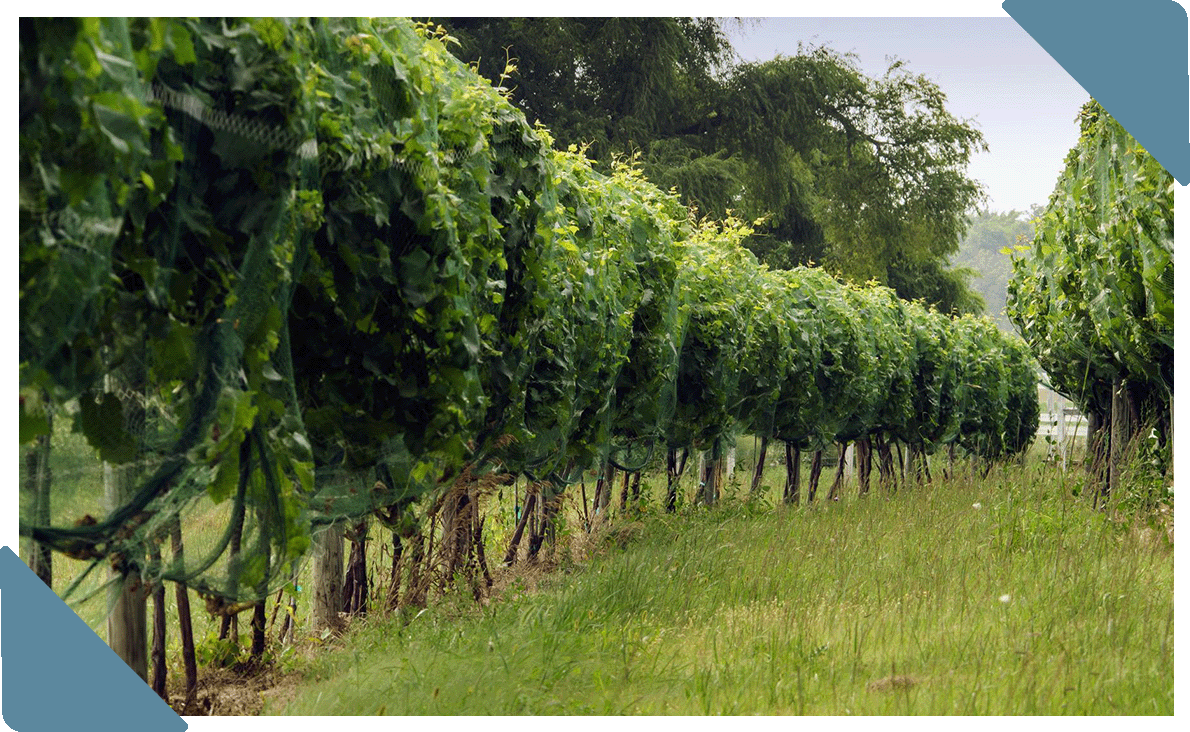 Rows of grape vines.