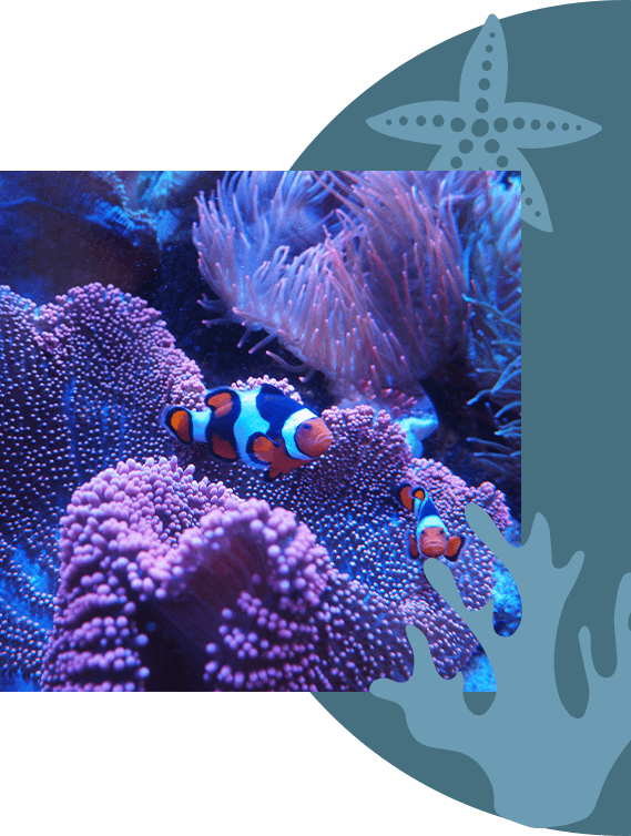 Cute clown fish in an aquarium surrounded by pink and purple coral and vegetation.