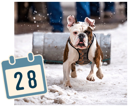 A bulldog pulling a keg through the snow.