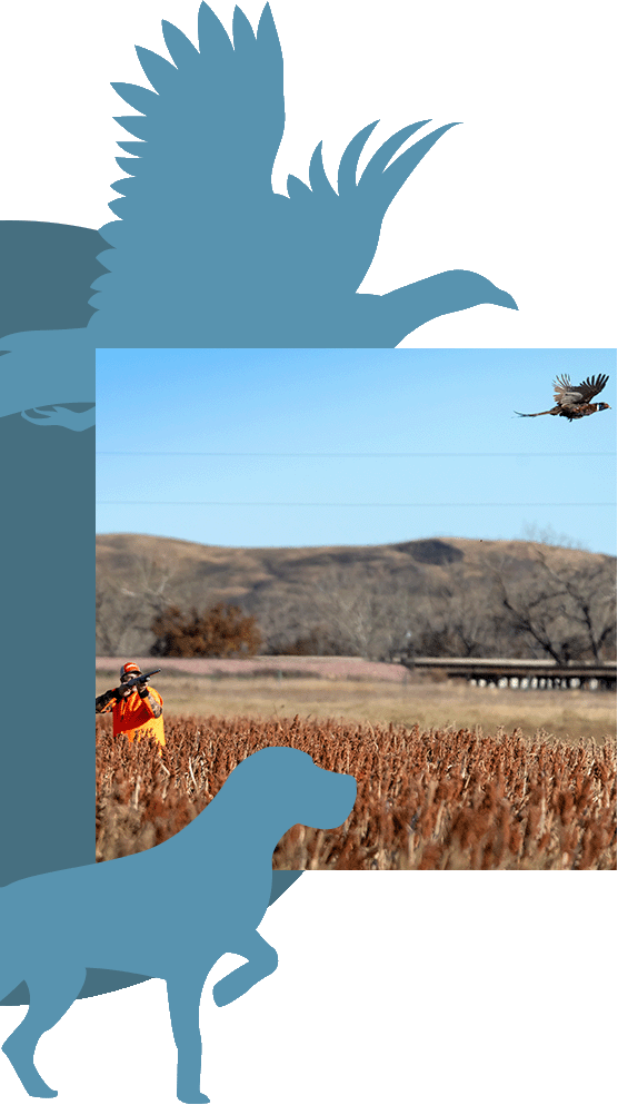 A man preparing to fire at a pheasant while hunting in a field.