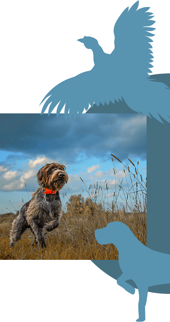 A hunting dog running through tall grass.