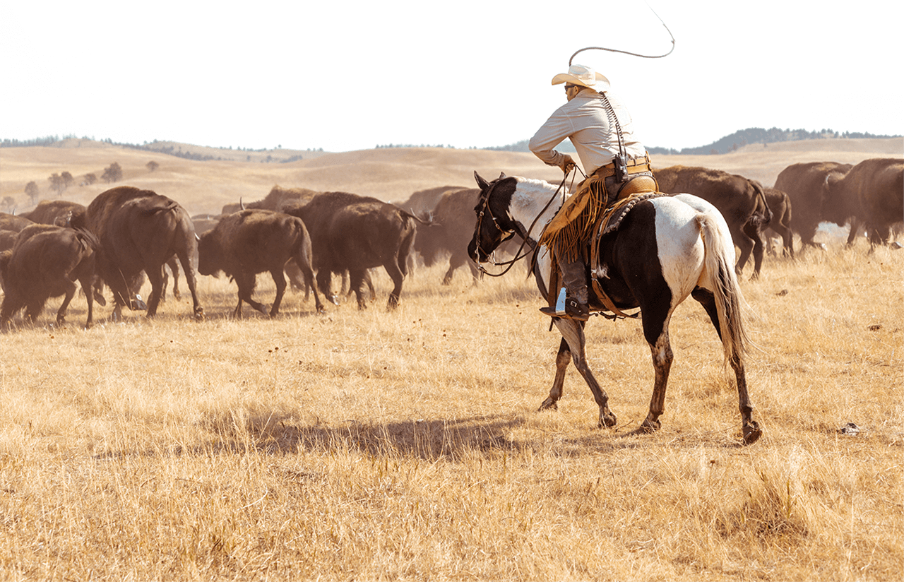 Custer State Park’s 56th Annual Buffalo Roundup