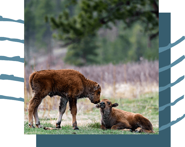 OH, Baby. Keep your eyes open for spring's baby buffalos.