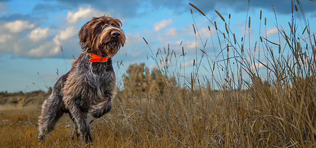 A hunting dog pointing in a field. 