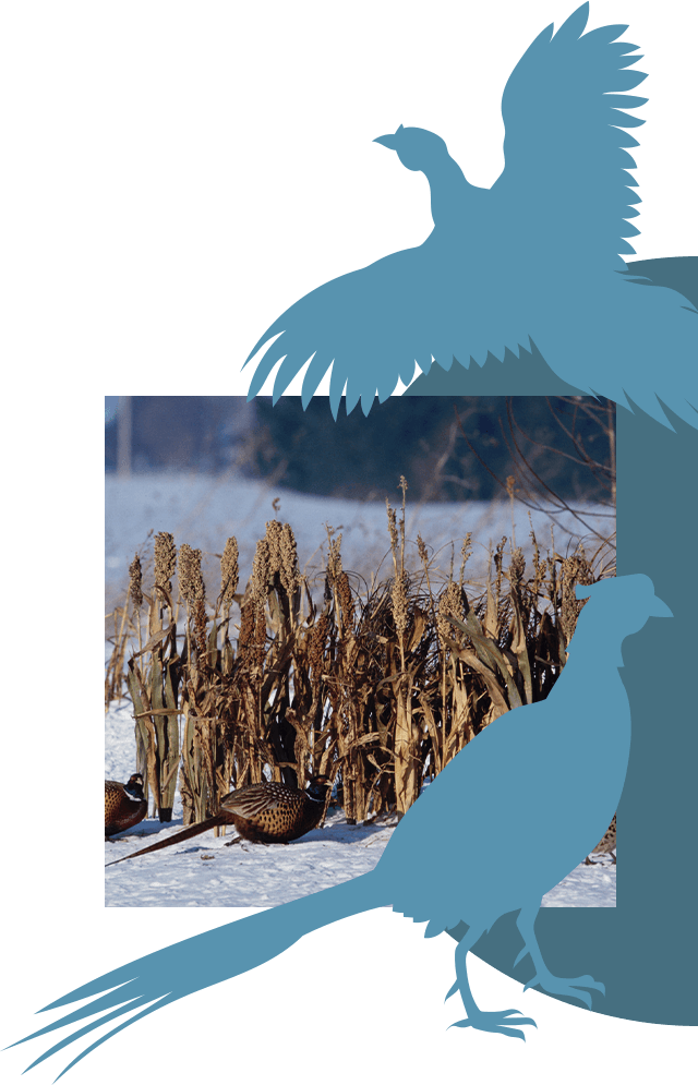 Pheasants hiding in corn stalks.