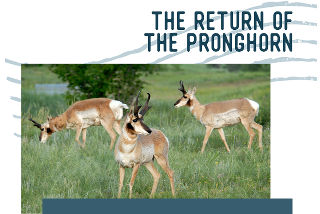 The Return of the Pronghorn